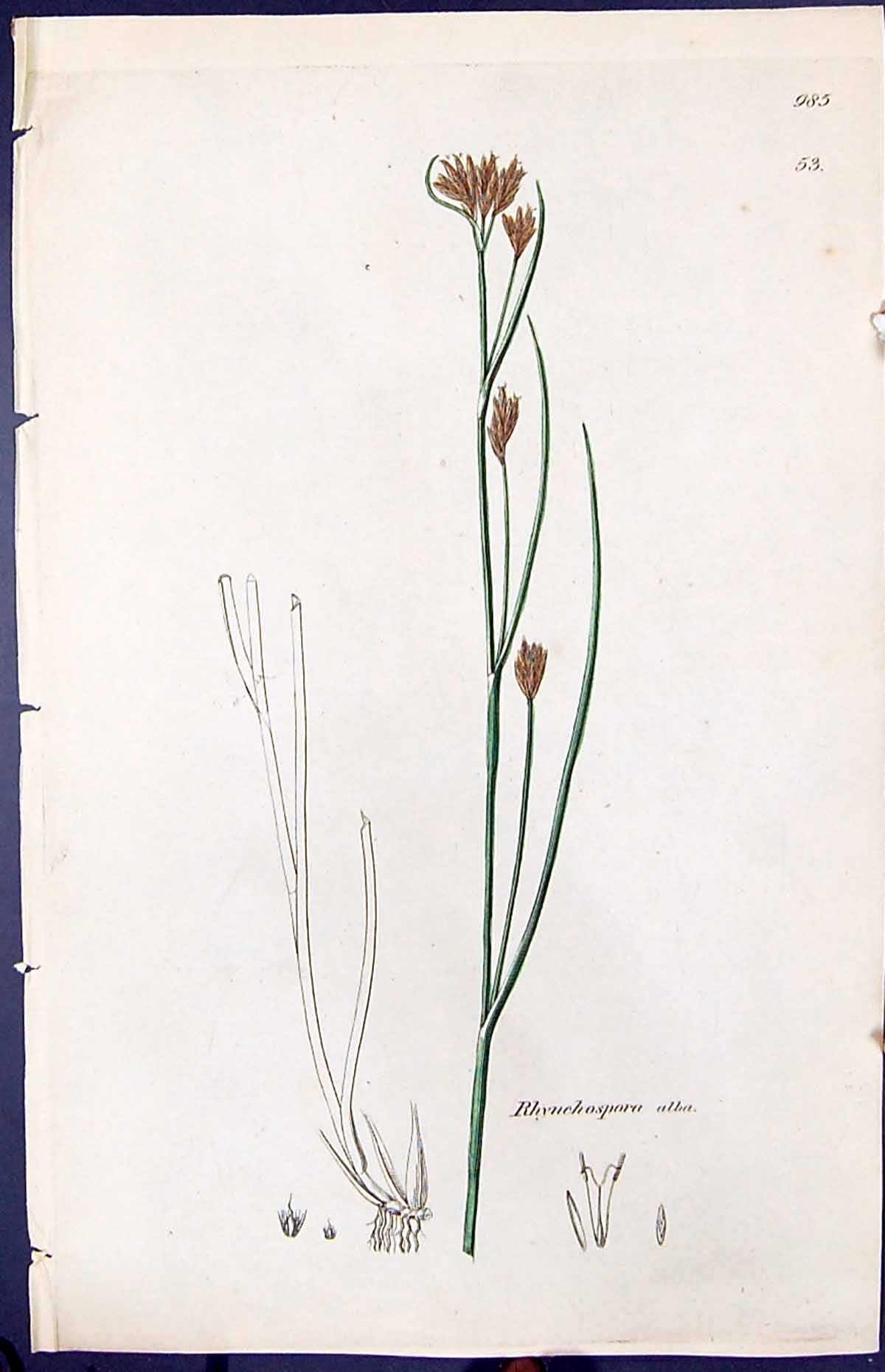Antique Old Print Rhynchospora Alba Smith Sowerby 1847 British Plants Botany