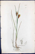 Antique Old Print Rhynchospora Fusca Smith Sowerby 1847 British Plants Botany