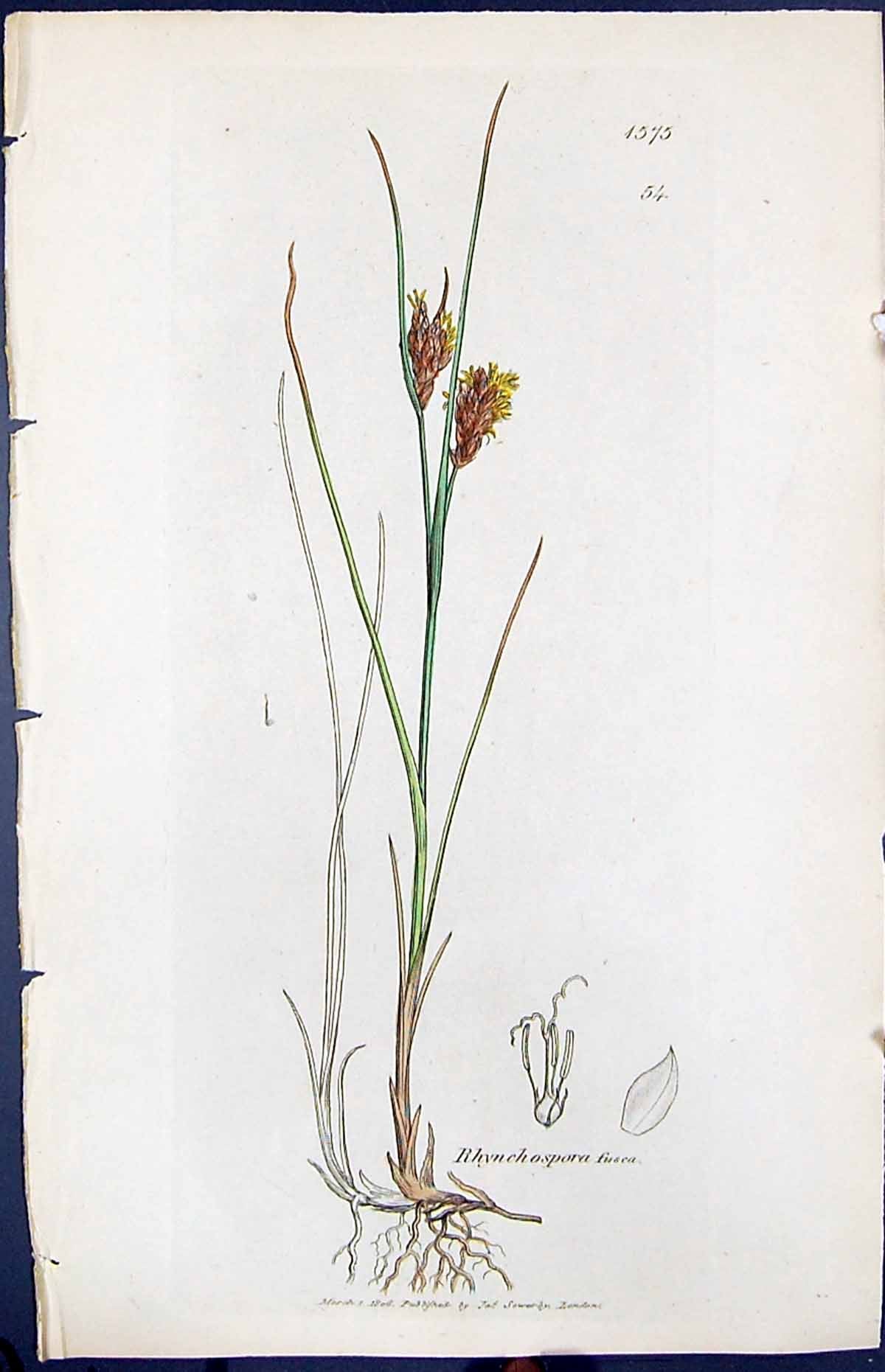 Antique Old Print Rhynchospora Fusca Smith Sowerby 1847 British Plants Botany