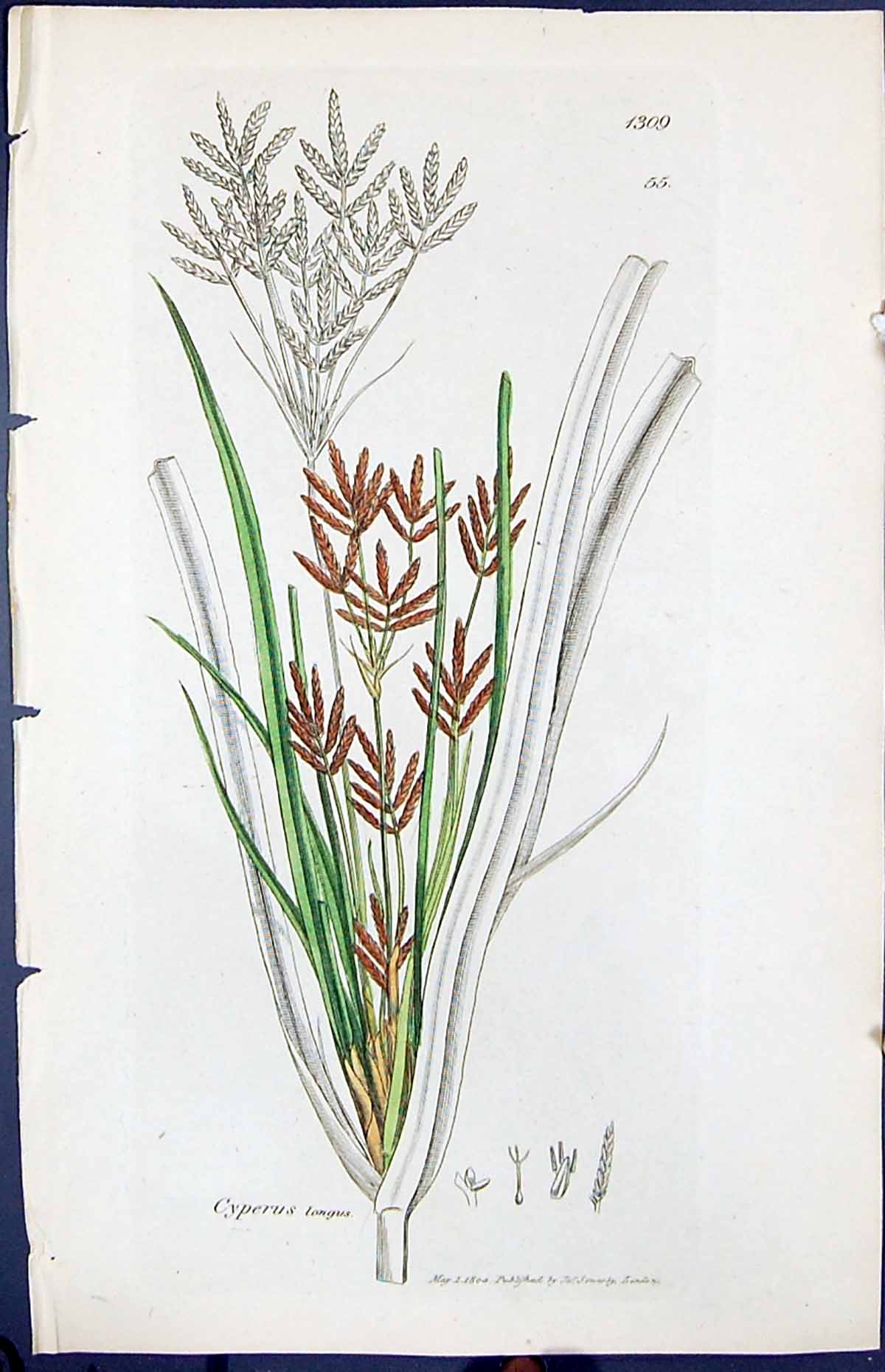Old Print Cyperus Longus Colour Smith Sowerby 1847 British Plants Botany 19th
