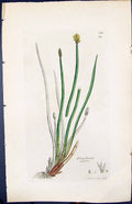 Antique Print Eleocharis Palustris Smith Sowerby 1847 British Plants Botany