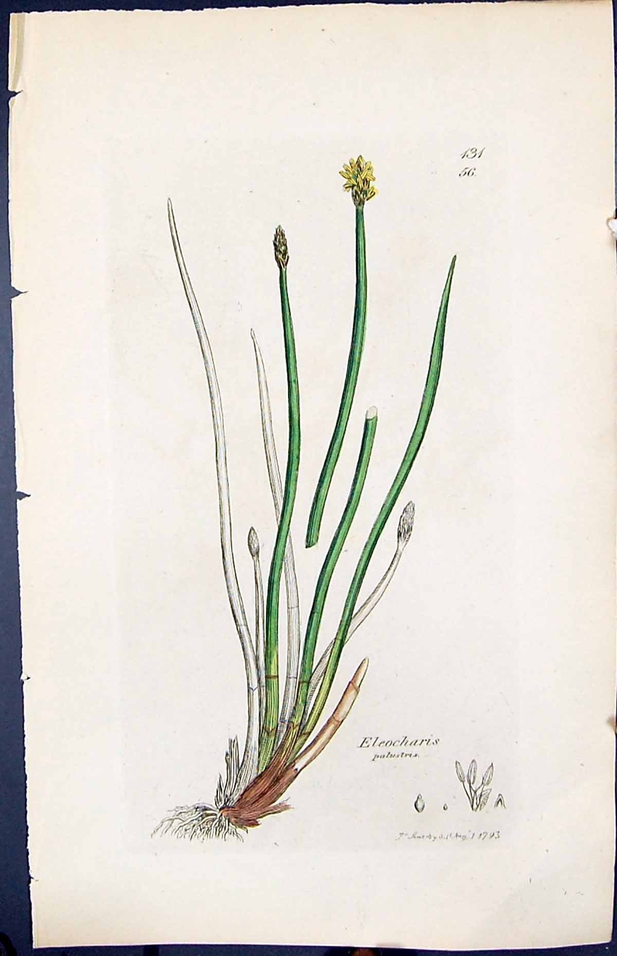 Antique Print Eleocharis Palustris Smith Sowerby 1847 British Plants Botany