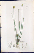 Old Print Eleocharis Multicaulis Smith Sowerby 1847 British Plants Botany 19th