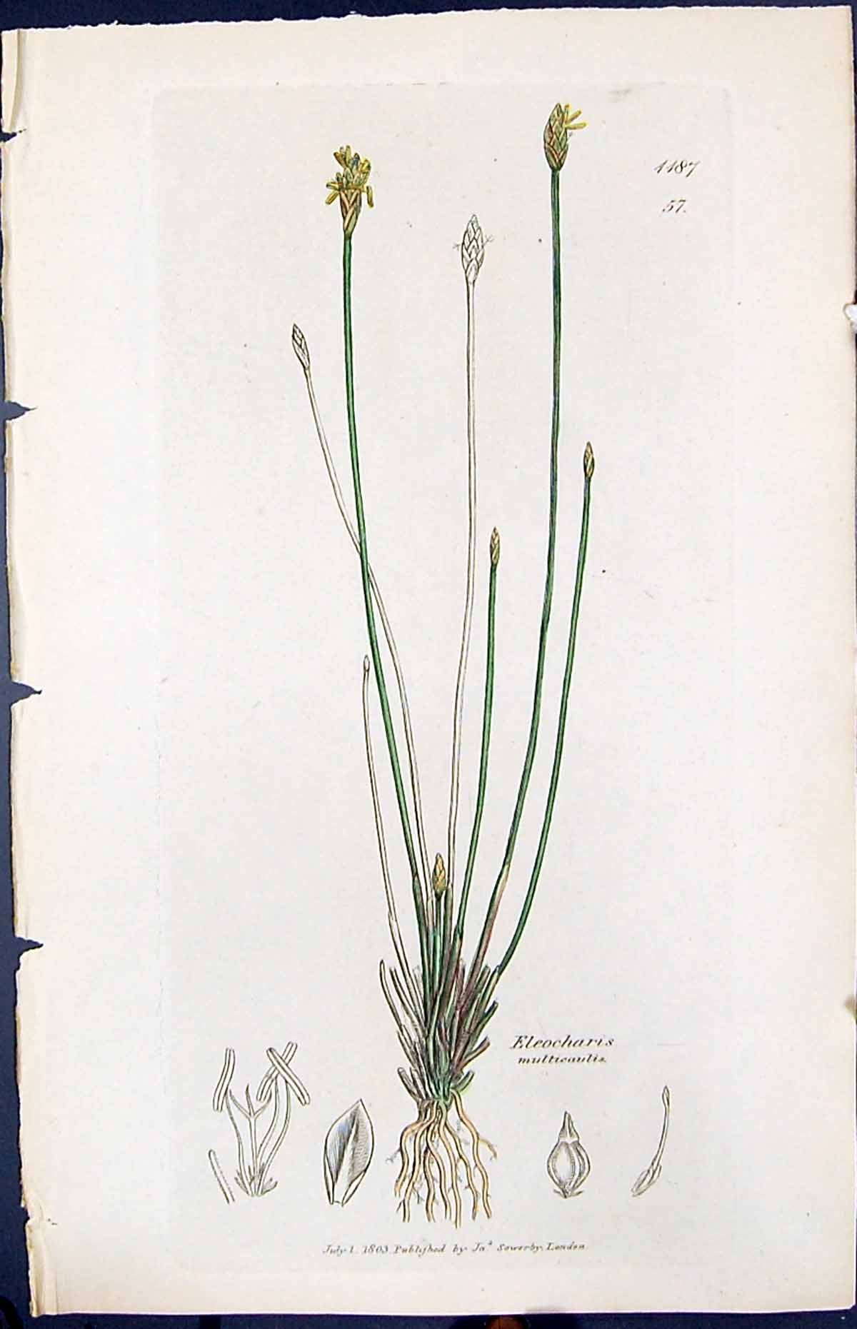 Old Print Eleocharis Multicaulis Smith Sowerby 1847 British Plants Botany 19th