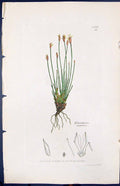 Old Print Eleocharis Coespitosus Smith Sowerby 1847 British Plants Botany 19th