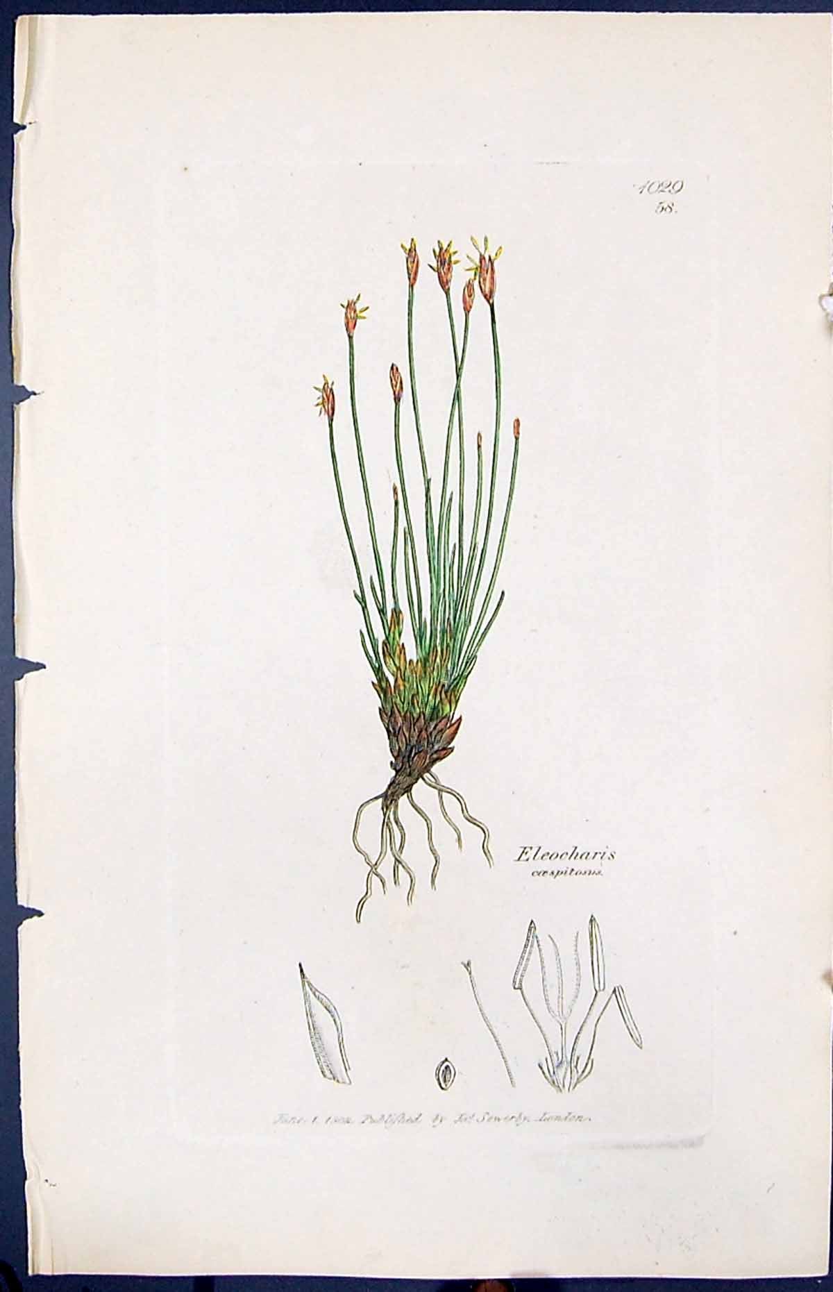 Old Print Eleocharis Coespitosus Smith Sowerby 1847 British Plants Botany 19th