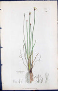 Antique Old Print Eleocharis Florus Smith Sowerby 1847 British Plants Botany
