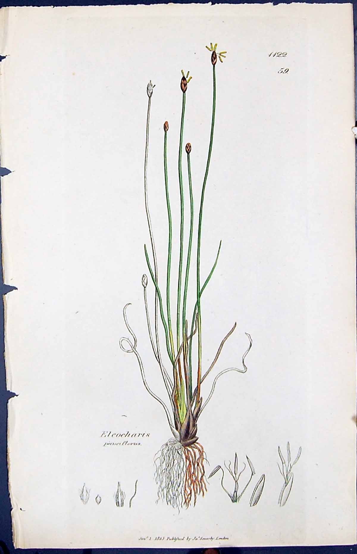 Antique Old Print Eleocharis Florus Smith Sowerby 1847 British Plants Botany