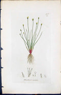 Old Print Eleocharis Acicularis Smith Sowerby 1847 British Plants Botany 19th