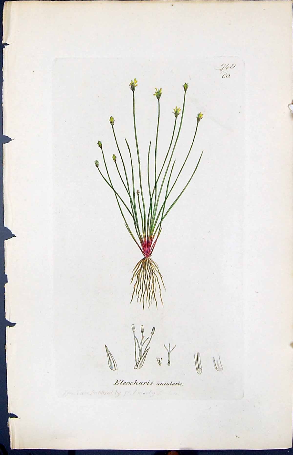 Old Print Eleocharis Acicularis Smith Sowerby 1847 British Plants Botany 19th