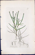 Antique Print Eleocharis Flutitans Smith Sowerby 1847 British Plants Botany