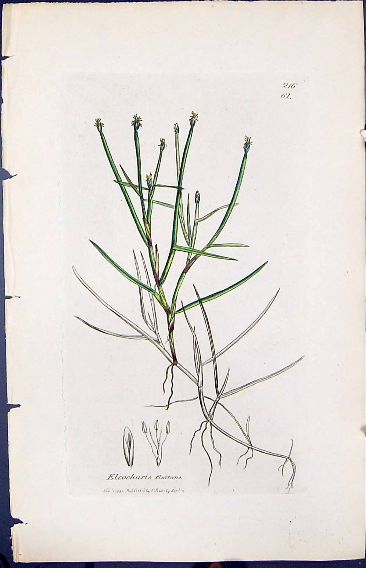Antique Print Eleocharis Flutitans Smith Sowerby 1847 British Plants Botany