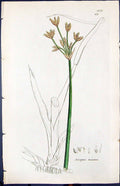 Antique Old Print Seirpus Lacustris Smith Sowerby 1847 British Plants Botany