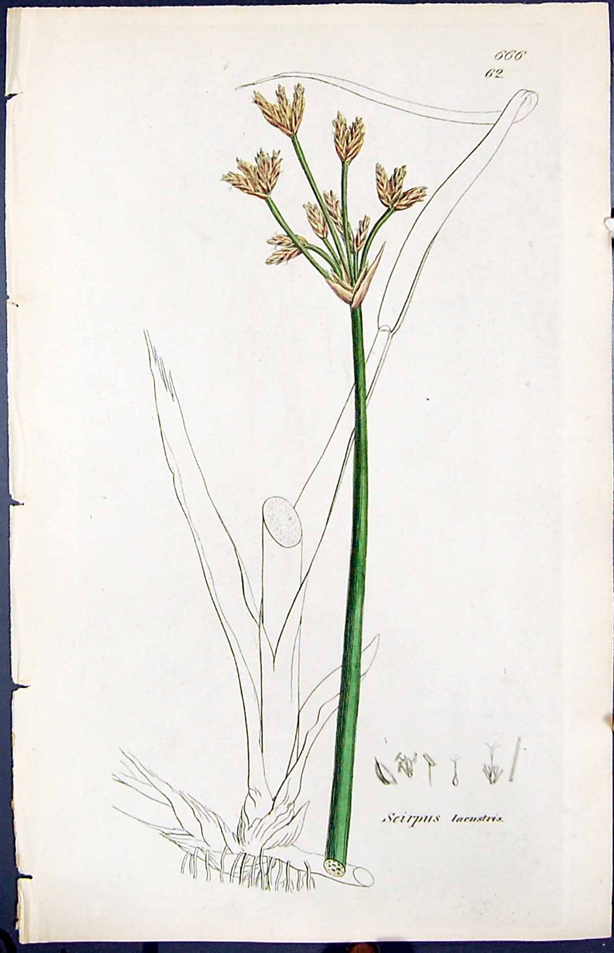 Antique Old Print Seirpus Lacustris Smith Sowerby 1847 British Plants Botany