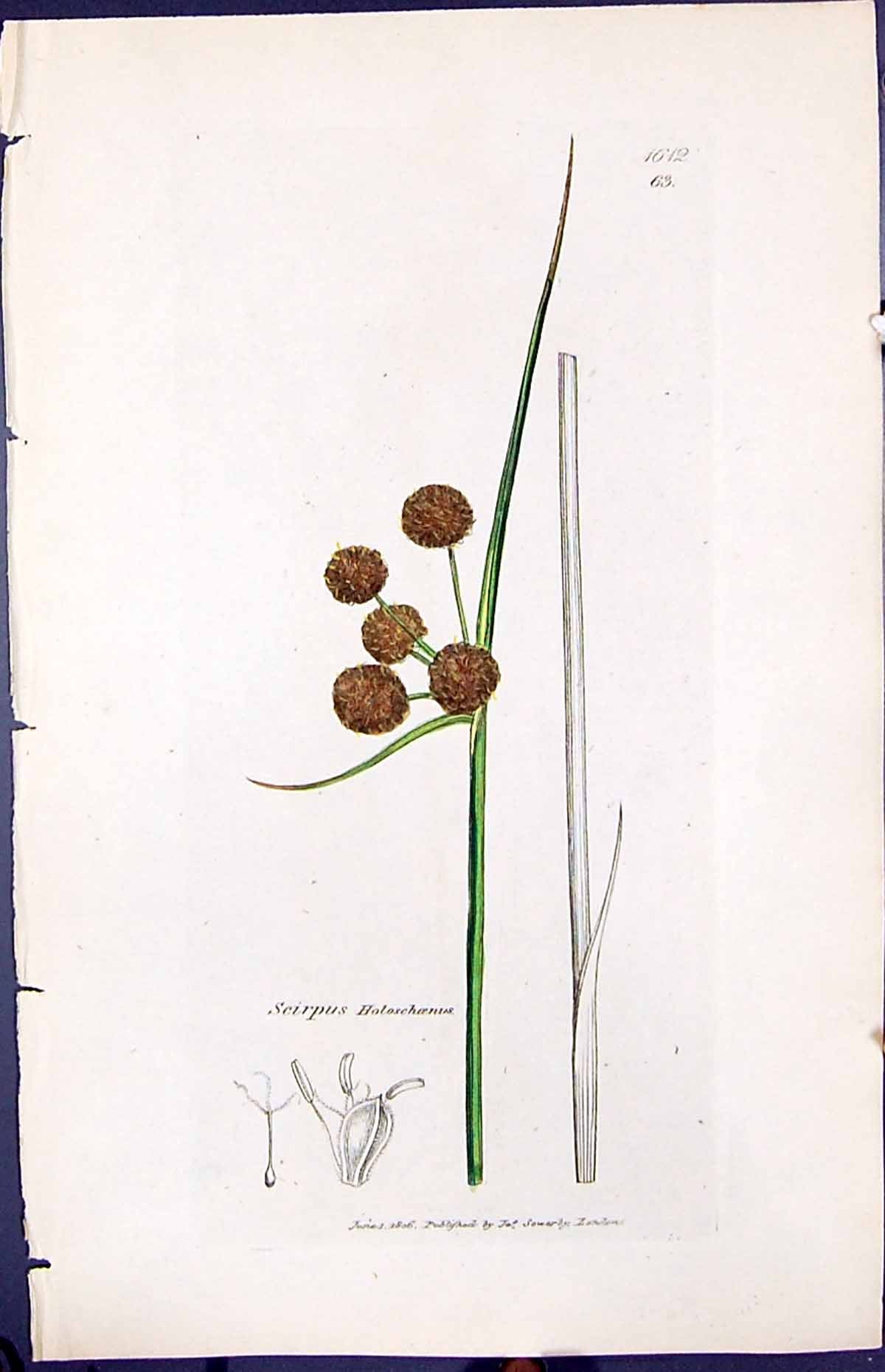 Old Print Scirpus Holoschoenius Smith Sowerby 1847 British Plants Botany 19th