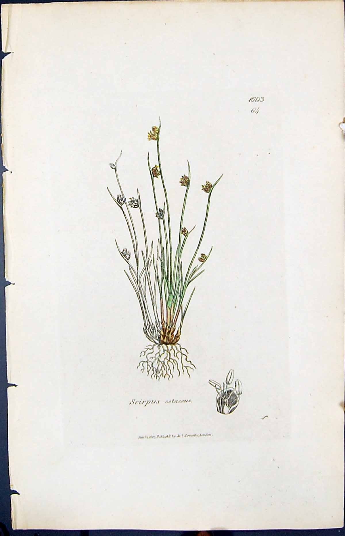 Antique Old Print Scirpus Setaceus Smith Sowerby 1847 British Plants Botany