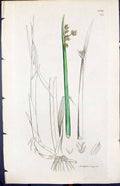 Antique Old Print Scirpus Triqueter Smith Sowerby 1847 British Plants Botany
