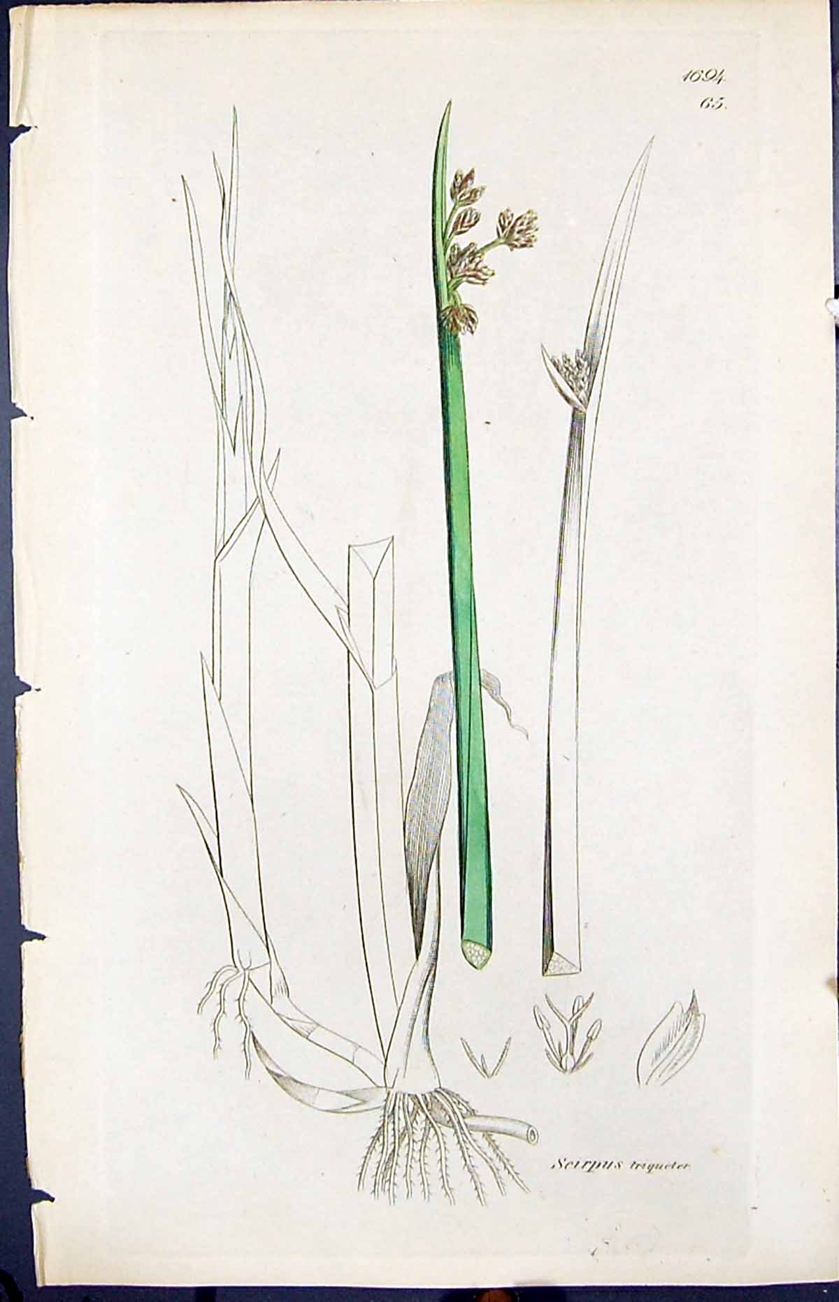 Antique Old Print Scirpus Triqueter Smith Sowerby 1847 British Plants Botany