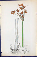 Antique Old Print Scirpus Earinatus Smith Sowerby 1847 British Plants Botany