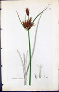 Antique Old Print Scirpus Meritimus Smith Sowerby 1847 British Plants Botany