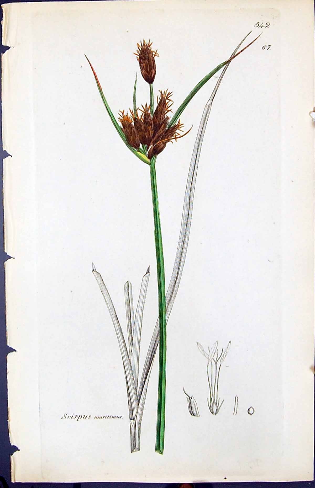 Antique Old Print Scirpus Meritimus Smith Sowerby 1847 British Plants Botany