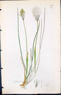 Antique Print Eriophorum Vaginatum Smith Sowerby 1847 British Plants Botany