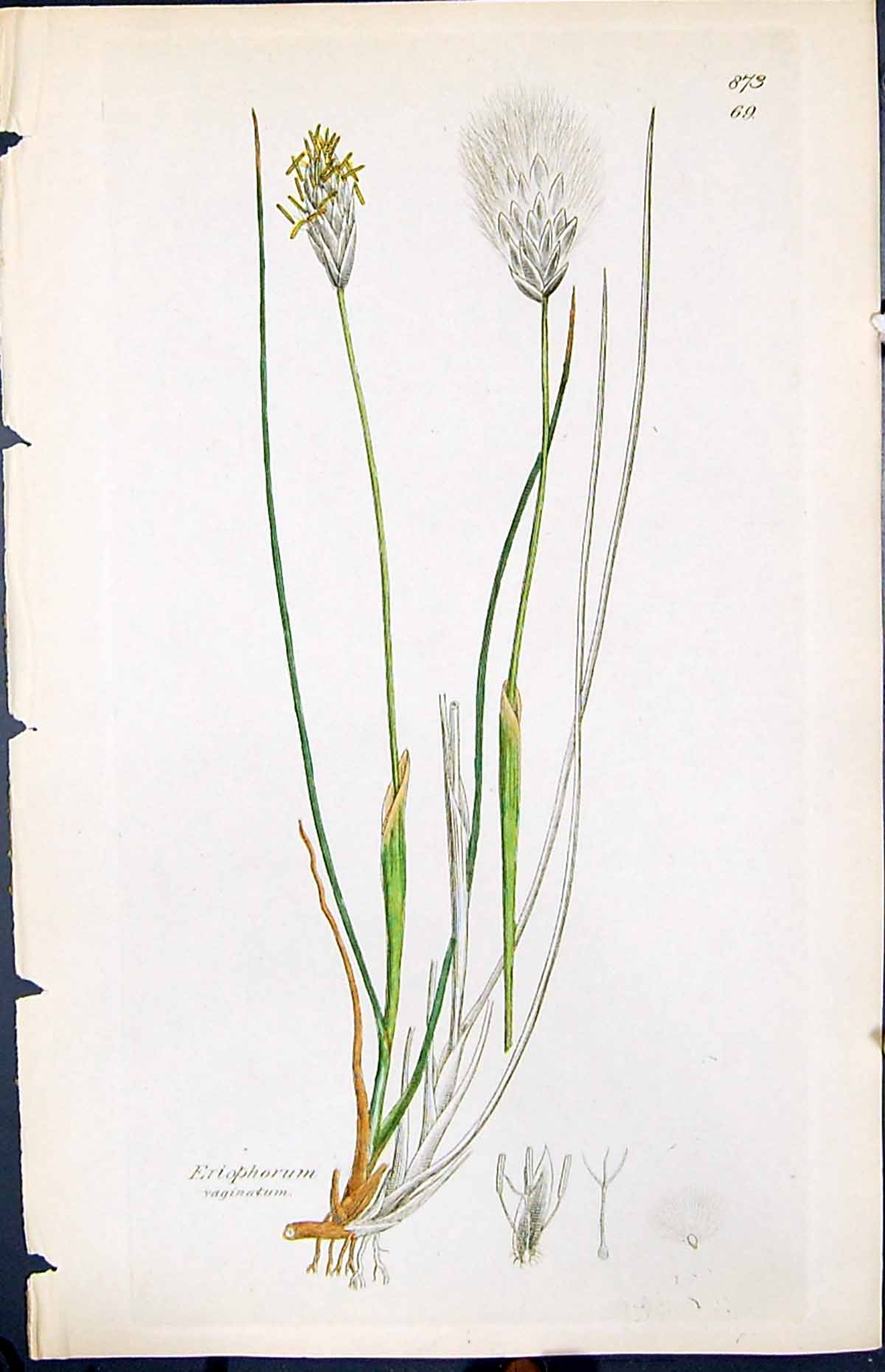 Antique Print Eriophorum Vaginatum Smith Sowerby 1847 British Plants Botany