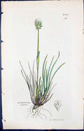 Antique Print Eriophorum Eapitatum Smith Sowerby 1847 British Plants Botany