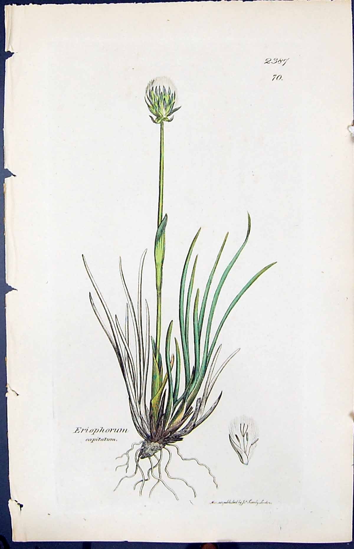 Antique Print Eriophorum Eapitatum Smith Sowerby 1847 British Plants Botany