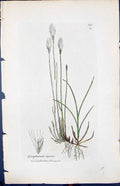 Antique Old Print Eriophorum Alpinum Smith Sowerby 1847 British Plants Botany