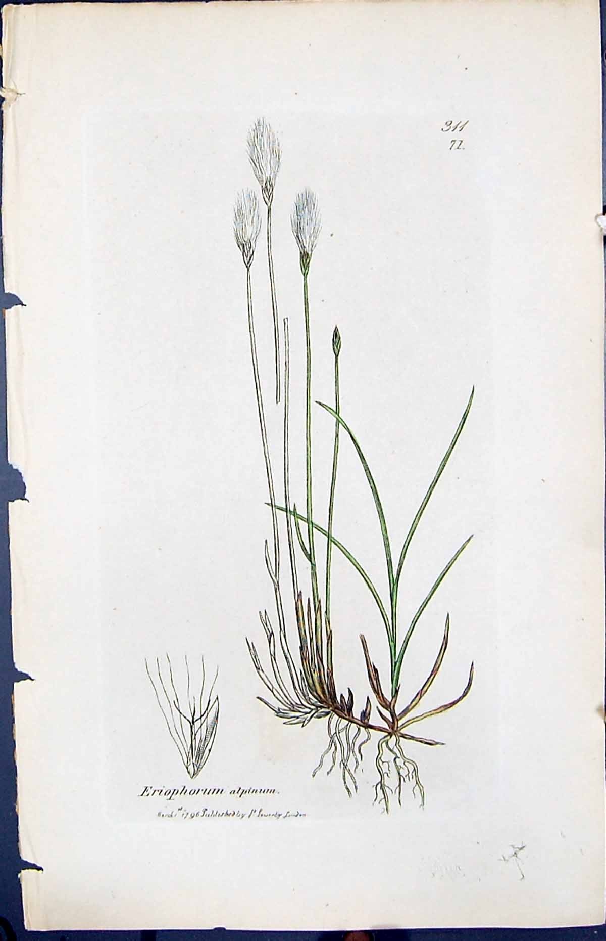 Antique Old Print Eriophorum Alpinum Smith Sowerby 1847 British Plants Botany