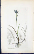 Antique Old Print Eriophorum Graeile Smith Sowerby 1847 British Plants Botany
