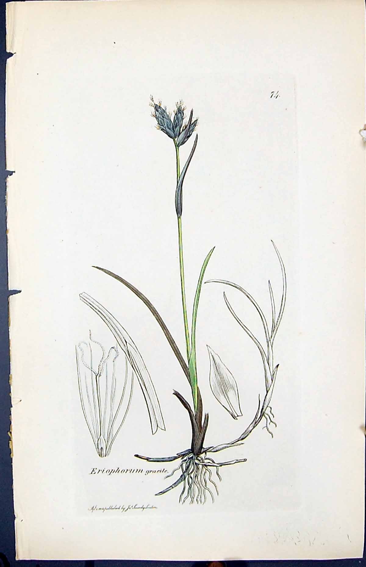 Antique Old Print Eriophorum Graeile Smith Sowerby 1847 British Plants Botany