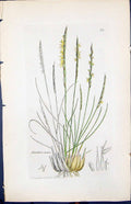 Old Print Nardius Strieta Colour Smith Sowerby 1847 British Plants Botany 19th