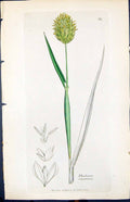 Antique Print Phalaris Eanariensis Smith Sowerby 1847 British Plants Botany