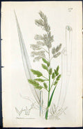 Antique Print Phalaris Arundinacea Smith Sowerby 1847 British Plants Botany