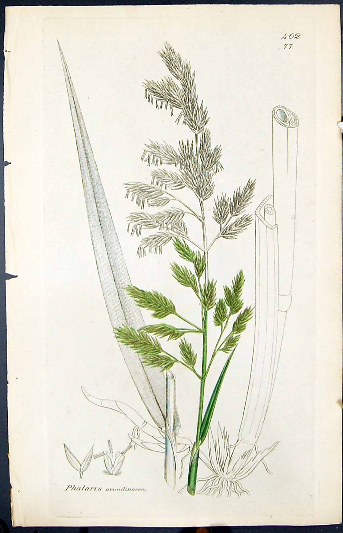 Antique Print Phalaris Arundinacea Smith Sowerby 1847 British Plants Botany