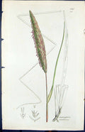 Old Print Ammophila Arundinacea Smith Sowerby 1847 British Plants Botany 19th