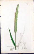 Old Print Phleum Pratense Colour Smith Sowerby 1847 British Plants Botany 19th