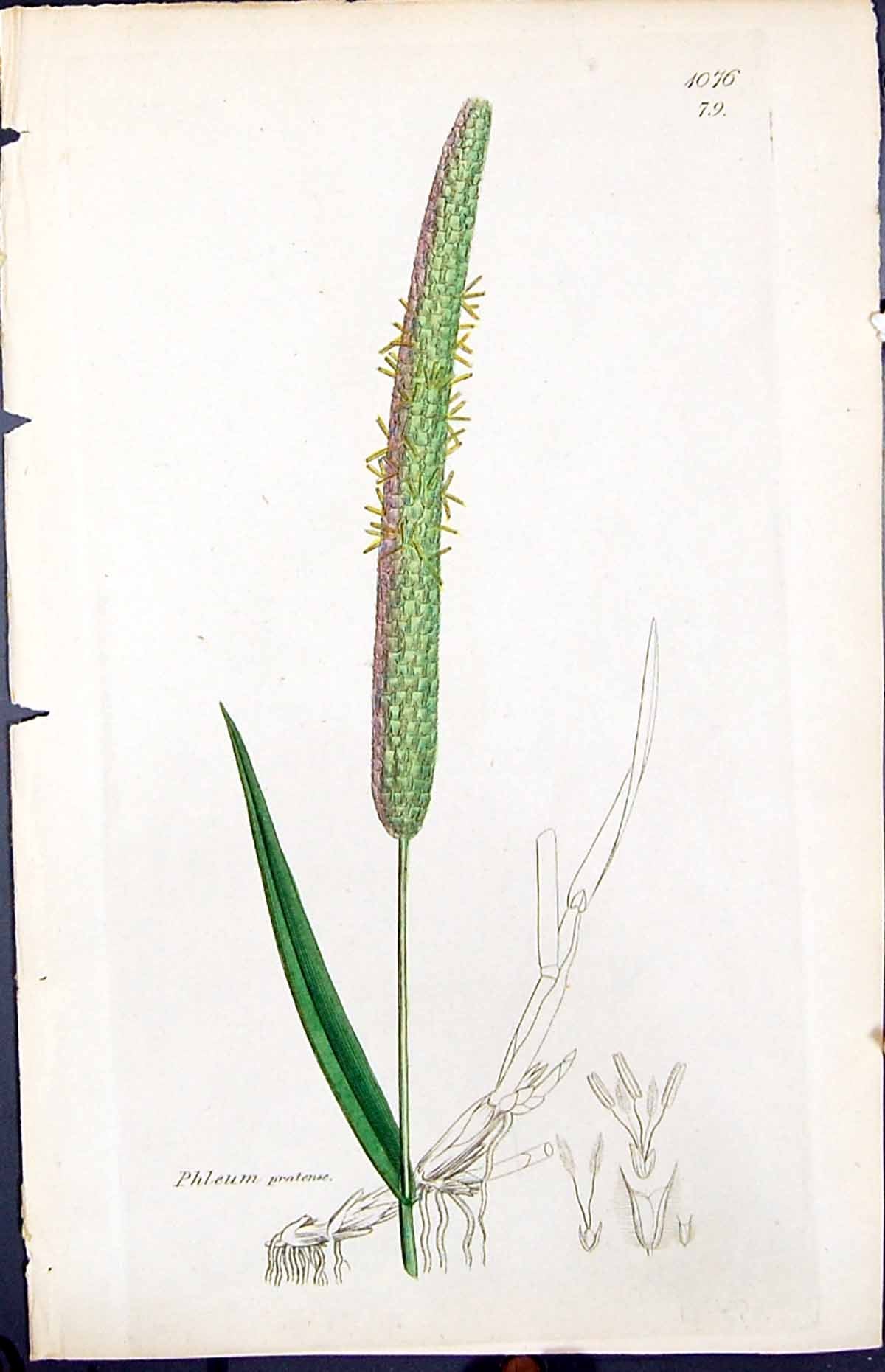Old Print Phleum Pratense Colour Smith Sowerby 1847 British Plants Botany 19th