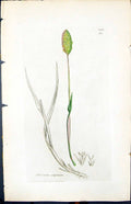 Old Print Phileum Alpinum Colour Smith Sowerby 1847 British Plants Botany 19th