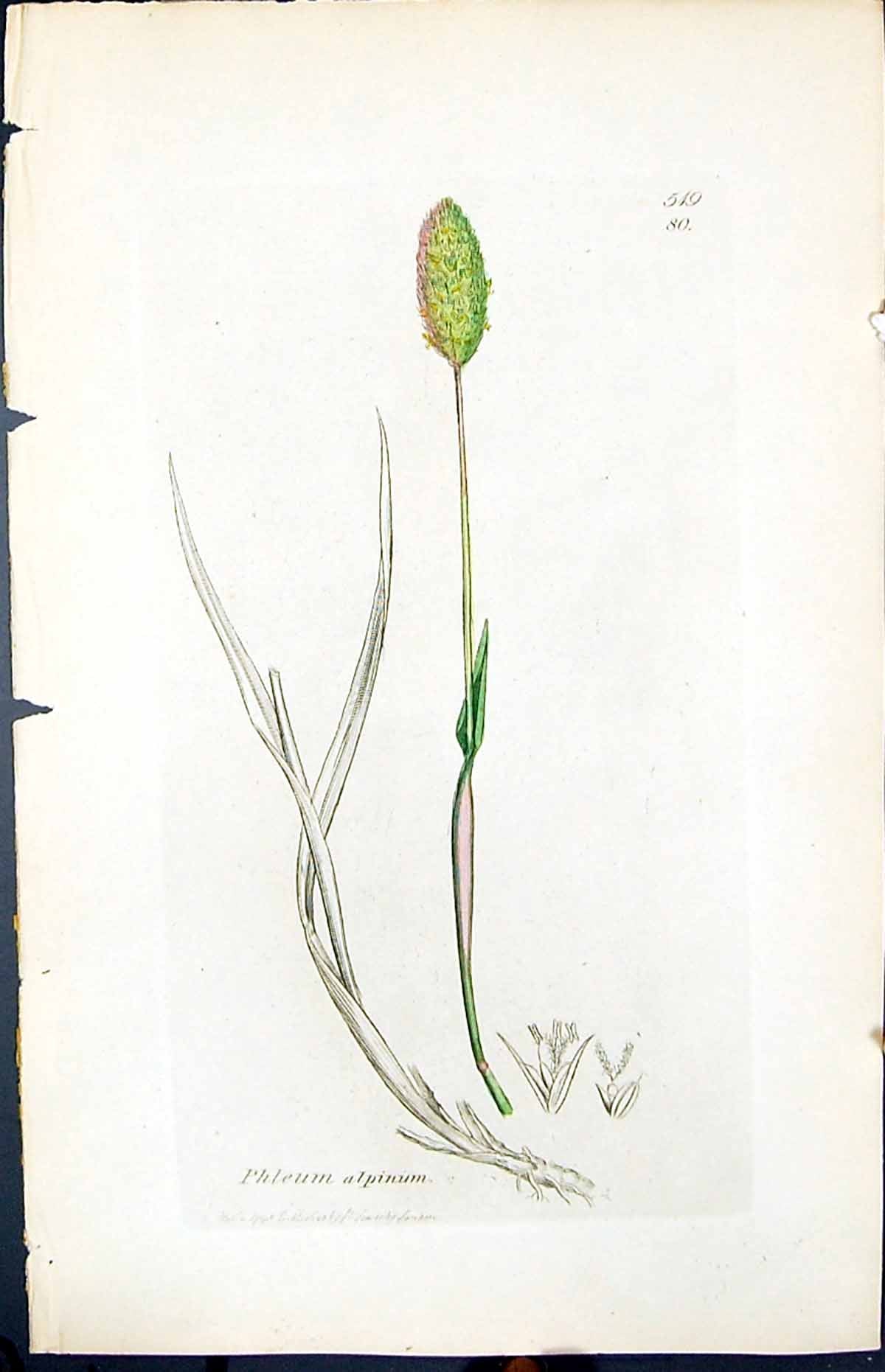 Old Print Phileum Alpinum Colour Smith Sowerby 1847 British Plants Botany 19th