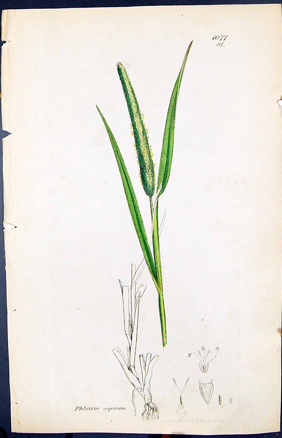 Old Print Phleum Asperuim Colour Smith Sowerby 1847 British Plants Botany 19th