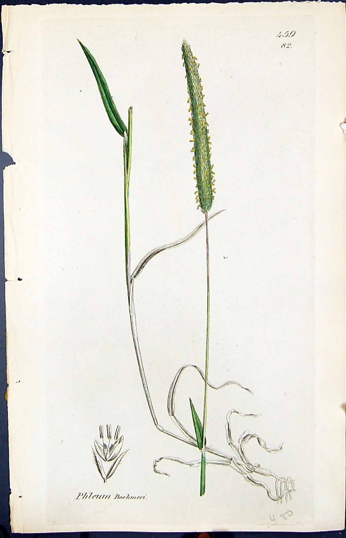 Old Print Phleum Boehmeri Colour Smith Sowerby 1847 British Plants Botany 19th
