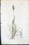 Old Print Phleum Michelii Colour Smith Sowerby 1847 British Plants Botany 19th
