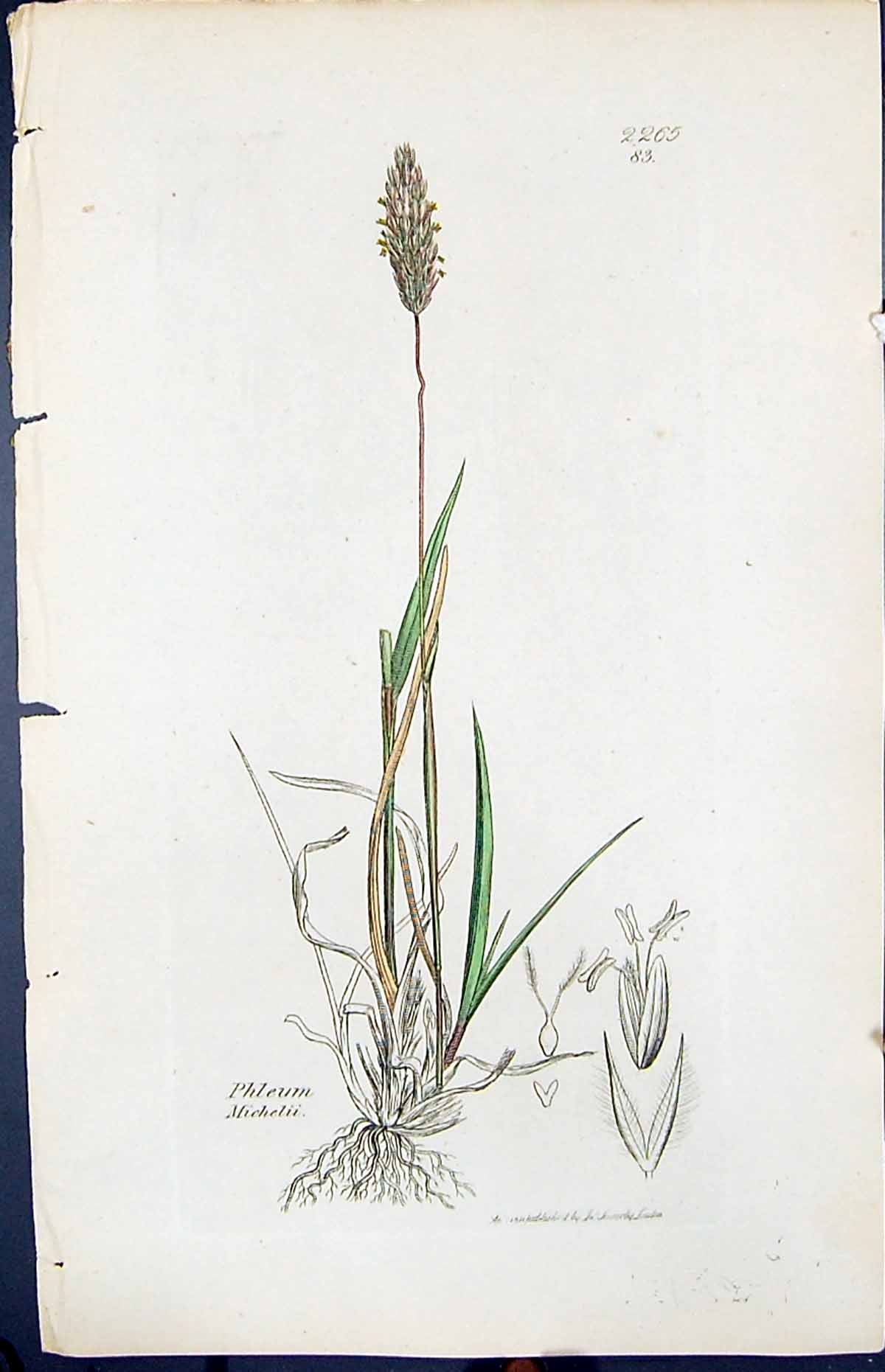 Old Print Phleum Michelii Colour Smith Sowerby 1847 British Plants Botany 19th