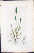 Antique Old Print Phleum Arenarium Smith Sowerby 1847 British Plants Botany