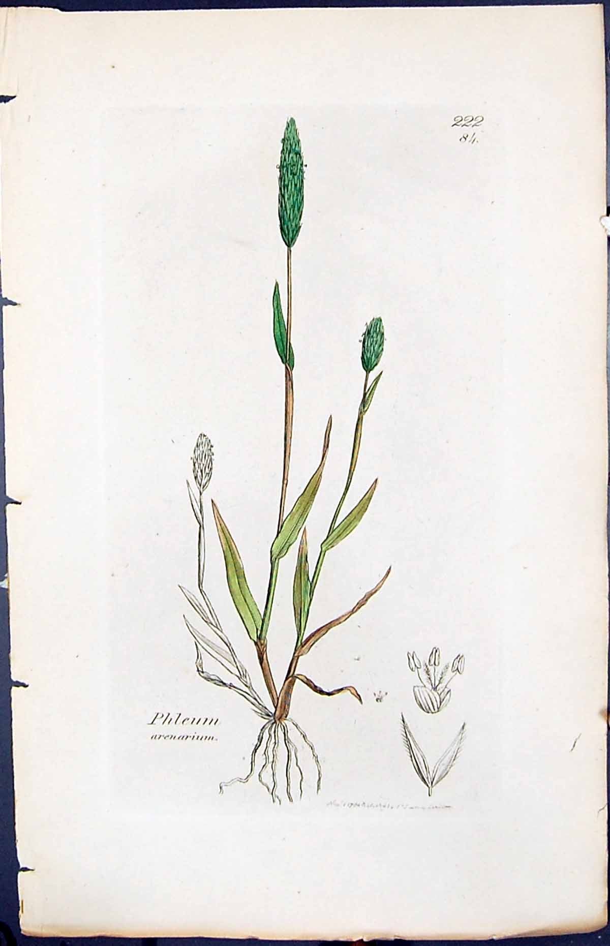 Antique Old Print Phleum Arenarium Smith Sowerby 1847 British Plants Botany
