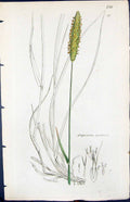 Antique Print Alopecurus Pratensis Smith Sowerby 1847 British Plants Botany