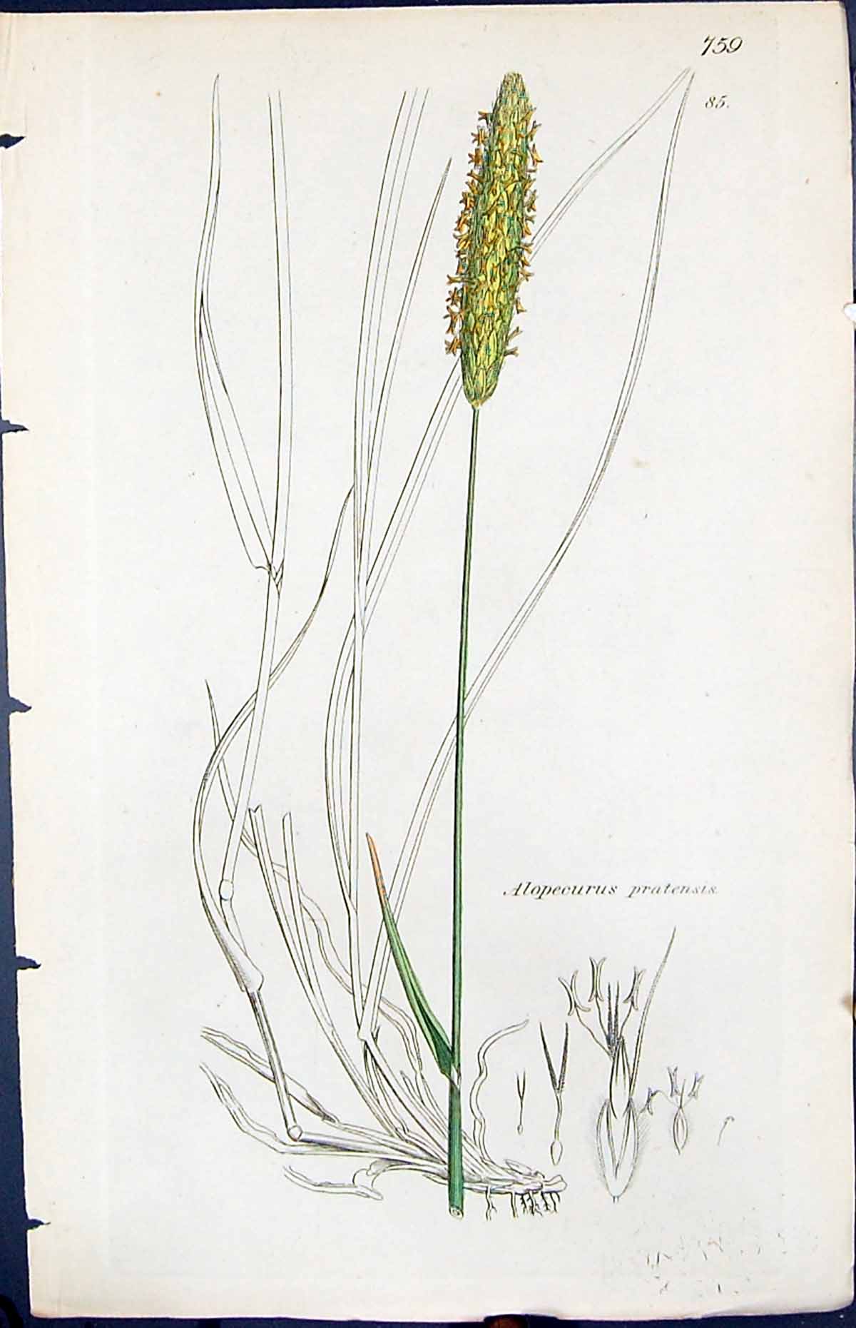 Antique Print Alopecurus Pratensis Smith Sowerby 1847 British Plants Botany
